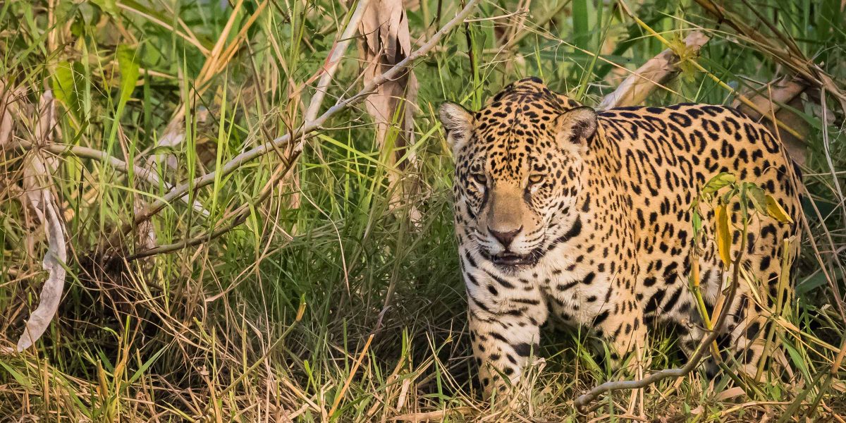 Tambopata Ecological Adventure 4 Days