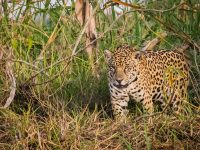 Tambopata Ecological Adventure 4 Days