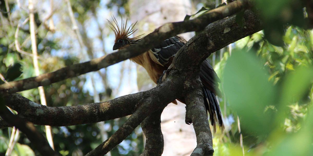 Tambopata Ecological Adventure 4 Days