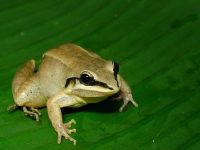 Tambopata Eco Adventure 3D/2N