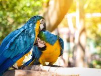 Tambopata Eco Adventure 3D/2N