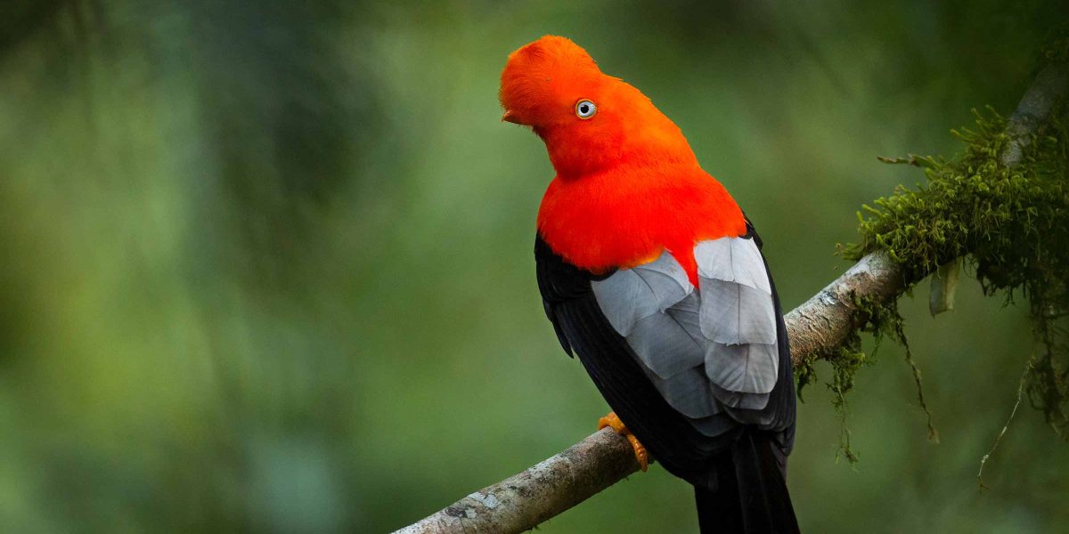 Tambopata Eco Adventure 3D/2N