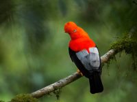 Tambopata Eco Adventure 3D/2N