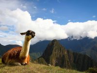 Machu Picchu Full day Tour