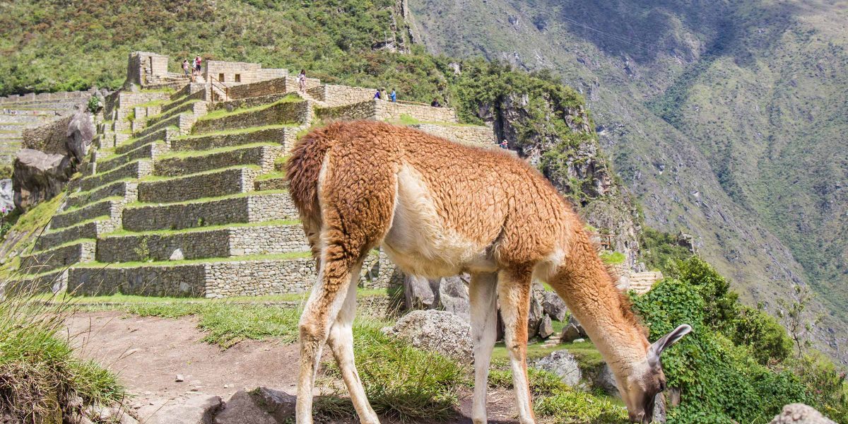 Inca Jungle 4 Days