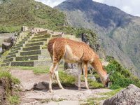 Inca Jungle 4 Days
