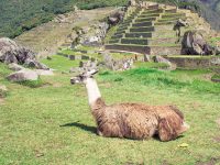 Machu Picchu Tour by Car